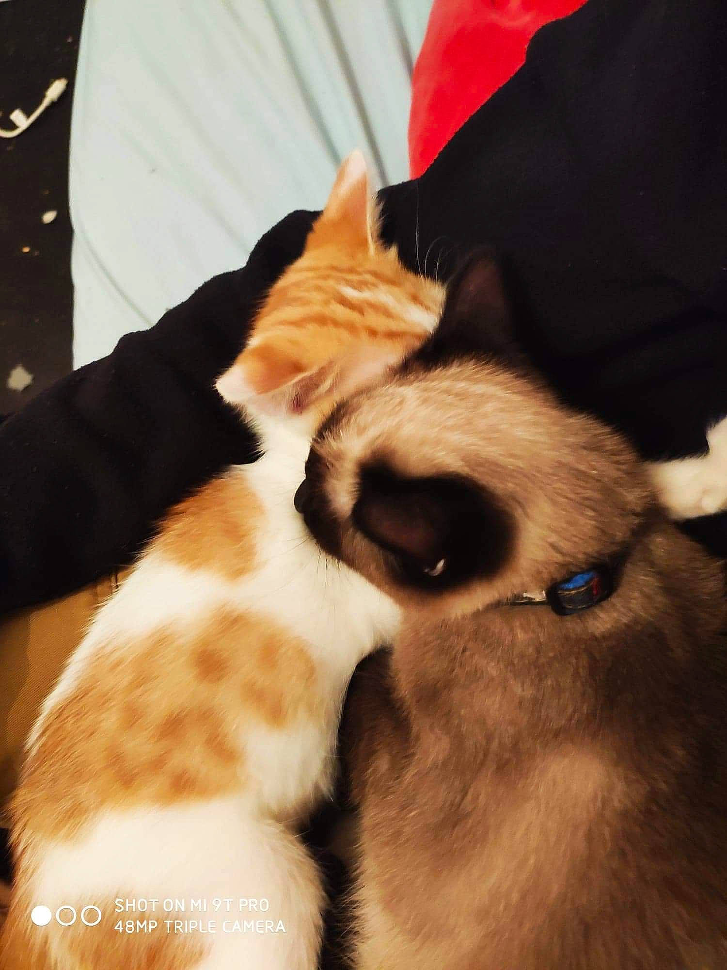 Safija a rejoint le concours — aidez-le/la à gagner de superbes lots ! canidae, carnivore, cat, companion_dog, dog, dog_breed, ear, fawn, felidae, fur, mammal, puppy, puppy_love, small_to_medium_sized_cats, snout, sporting_group, whiskers