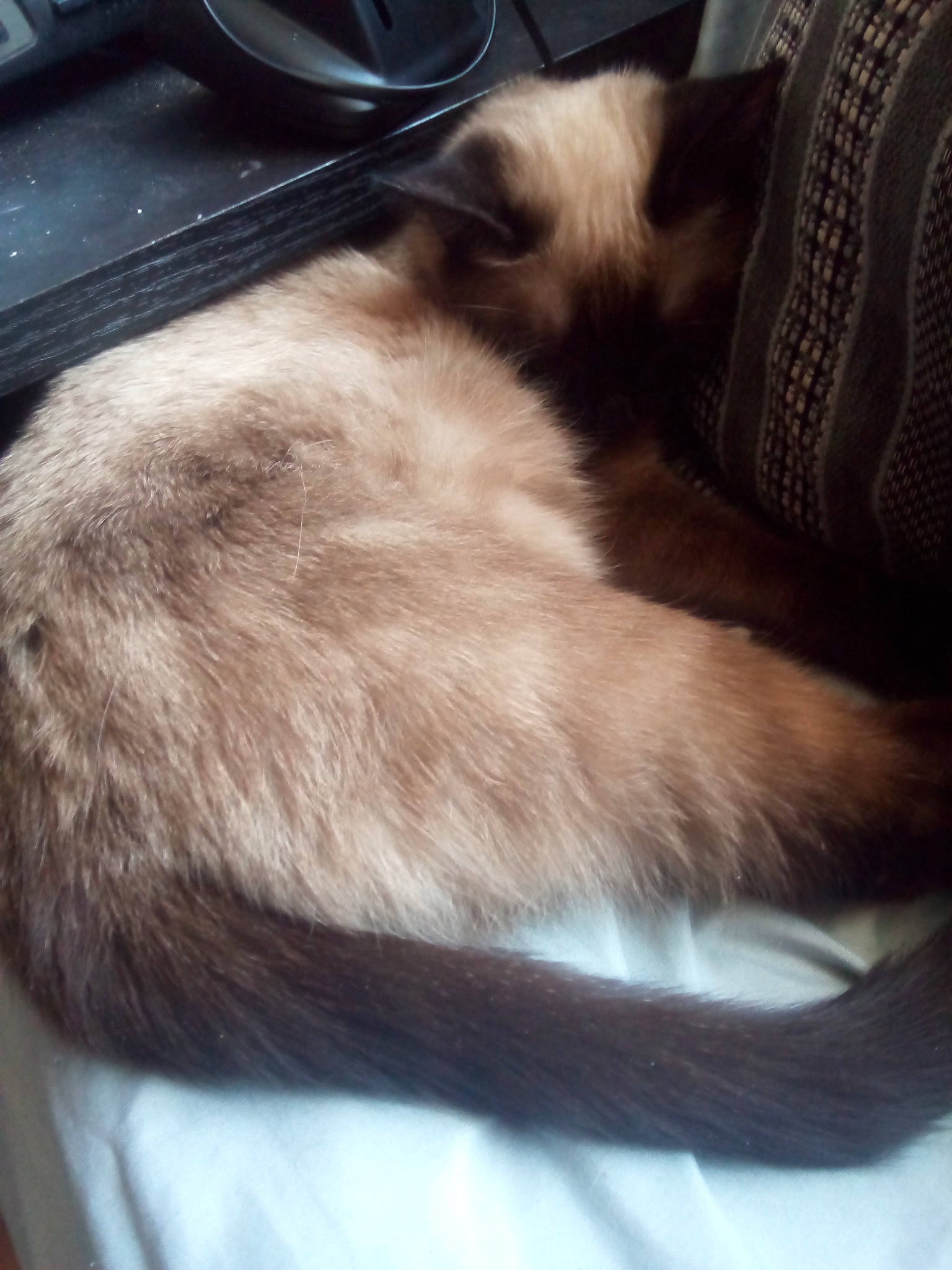 Safija participe au concours pour gagner de l'argent avec cette photo : carnivore, cat, ear, fawn, felidae, fur, nap, sleep, small_to_medium_sized_cats, tail, whiskers