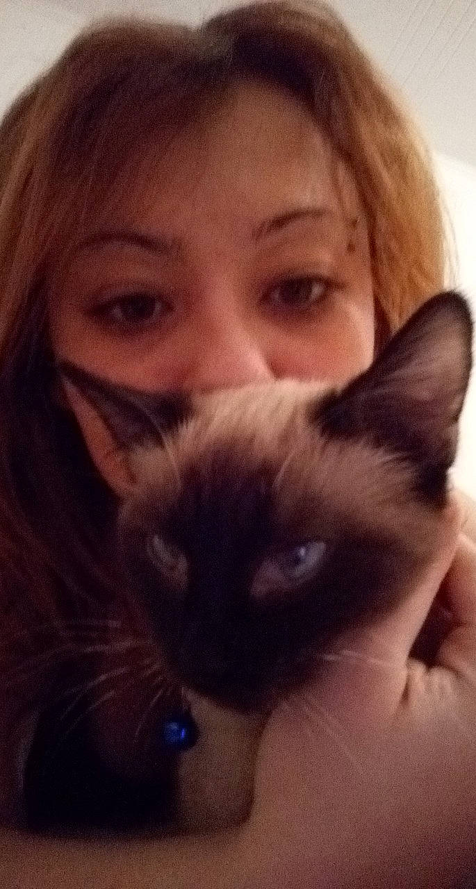 Safija participe au concours pour gagner de l'argent avec cette photo : carnivore, cat, eye, eyebrow, face, felidae, hair, head, iris, kitten, lip, nose, selfie, siamese, skin, small_to_medium_sized_cats, snout, thai, tonkinese, whiskers