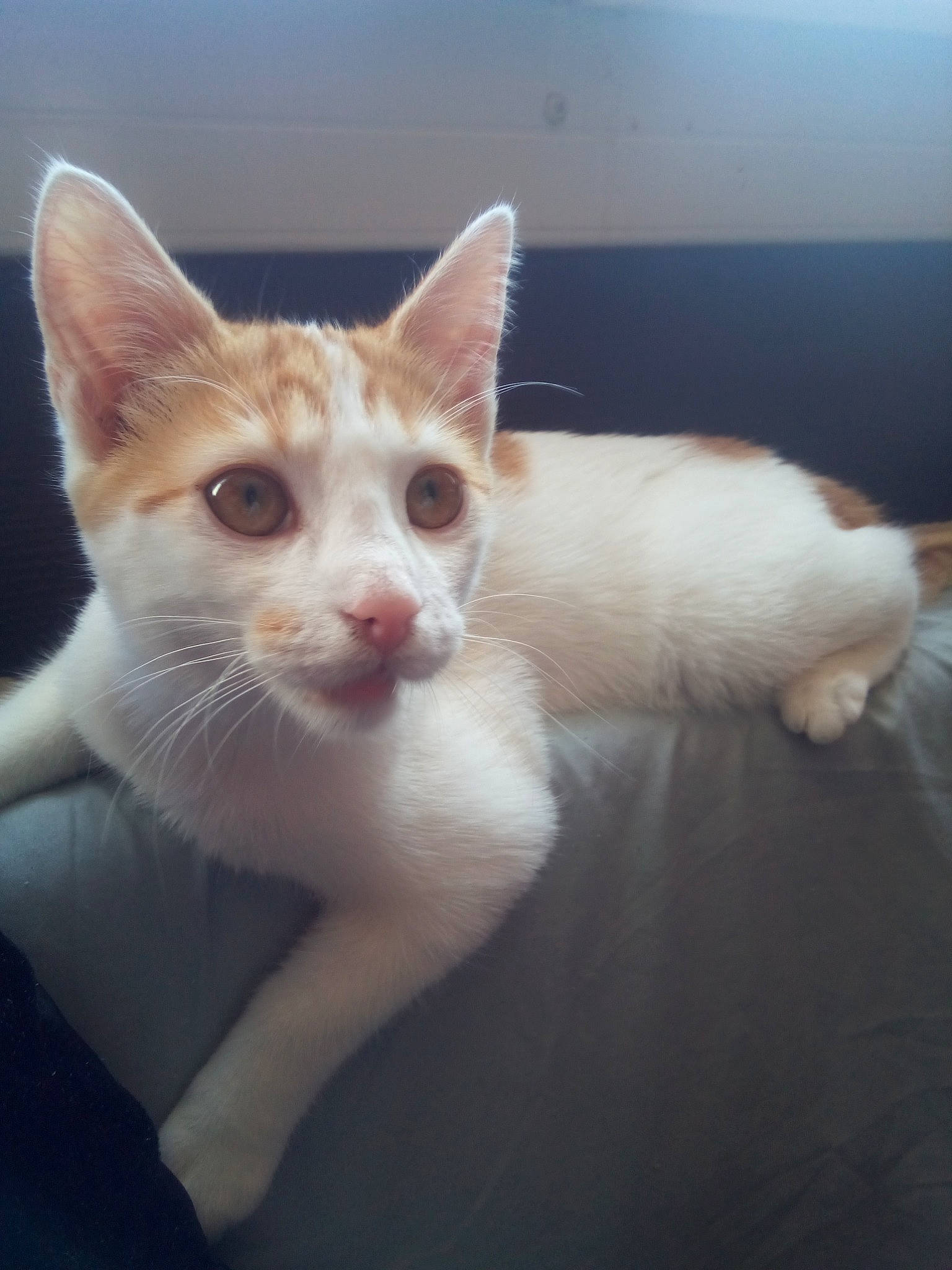 Candy a rejoint le concours — aidez-le/la à gagner de superbes lots ! aegean_cat, carnivore, cat, colorpoint_shorthair, ear, eye, fawn, felidae, fur, german_rex, kitten, mammal, sky, small_to_medium_sized_cats, tail, turkish_angora, turkish_van, whiskers