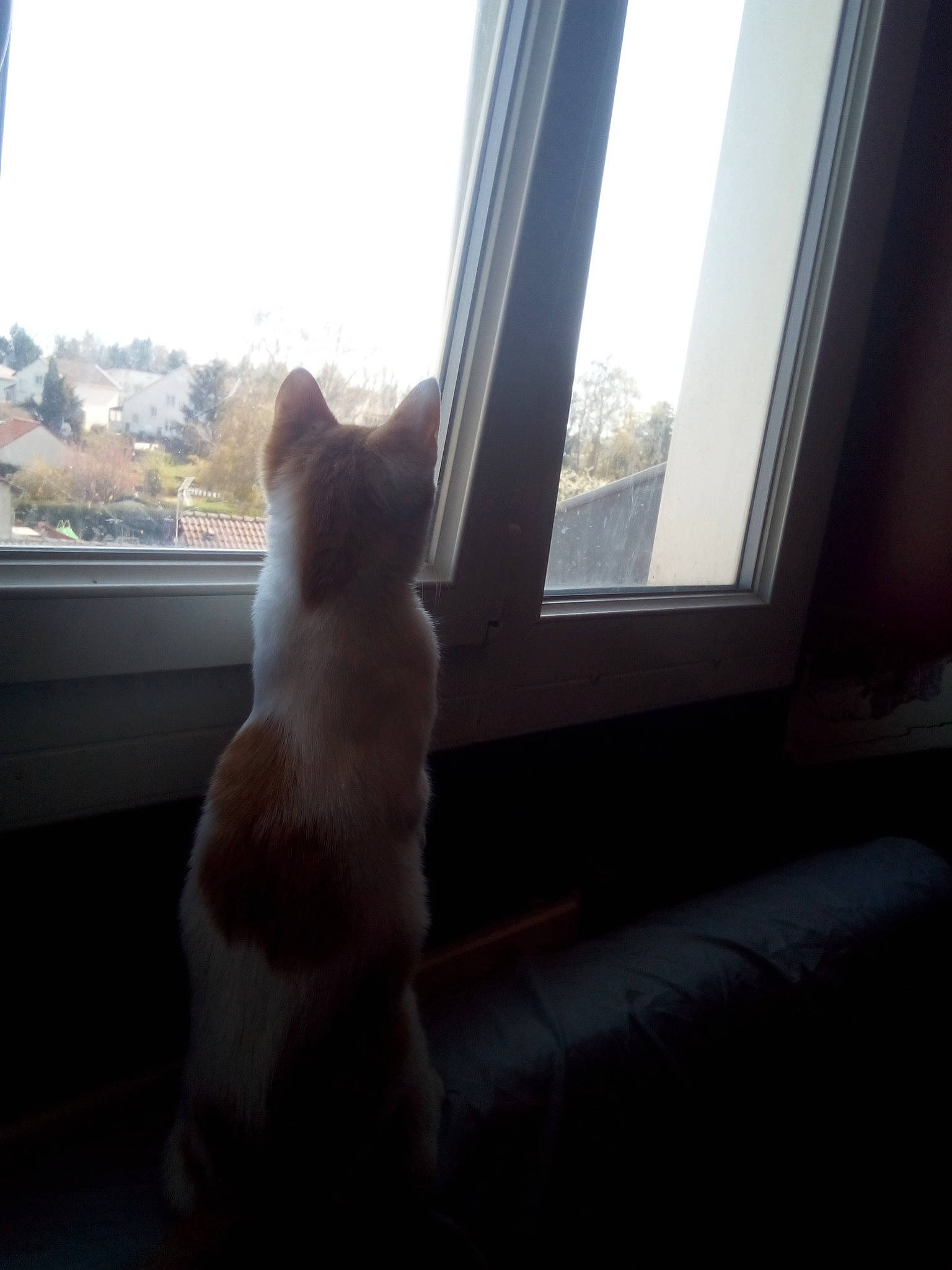 Candy participe au concours pour gagner de l'argent avec cette photo : canidae, carnivore, cat, fawn, felidae, floor, fur, home, house, kitten, leg, morning, pembroke_welsh_corgi, room, skin, sky, small_to_medium_sized_cats, sunlight, whiskers, window