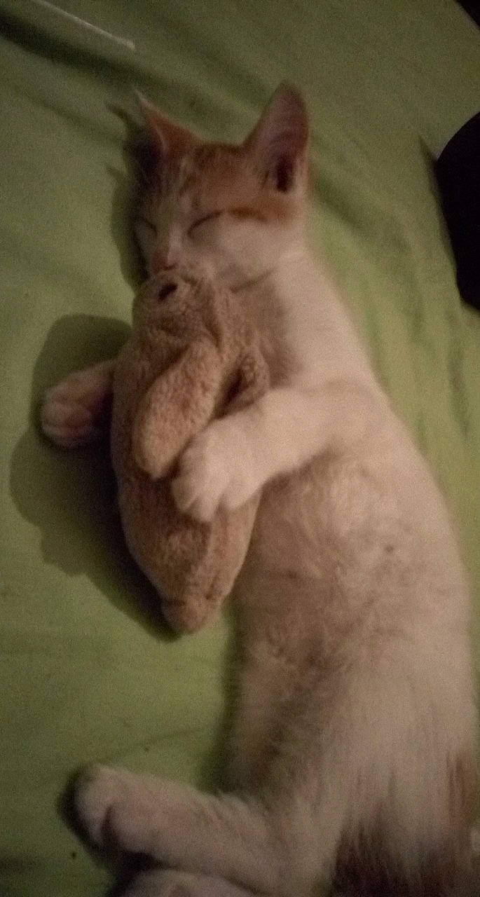 Candy a rejoint le concours — aidez-le/la à gagner de superbes lots ! asian, carnivore, cat, felidae, german_rex, kitten, mammal, polydactyl_cat, small_to_medium_sized_cats, snout, tail, vertebrate, whiskers