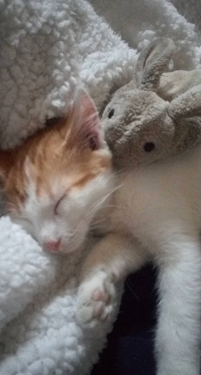 Candy a rejoint le concours — aidez-le/la à gagner de superbes lots ! aegean_cat, arabian_mau, carnivore, cat, domestic_short_haired_cat, european_shorthair, fawn, felidae, fur, german_rex, kitten, mammal, nose, polydactyl_cat, small_to_medium_sized_cats, tabby_cat, turkish_angora, turkish_van, vertebrate, whiskers