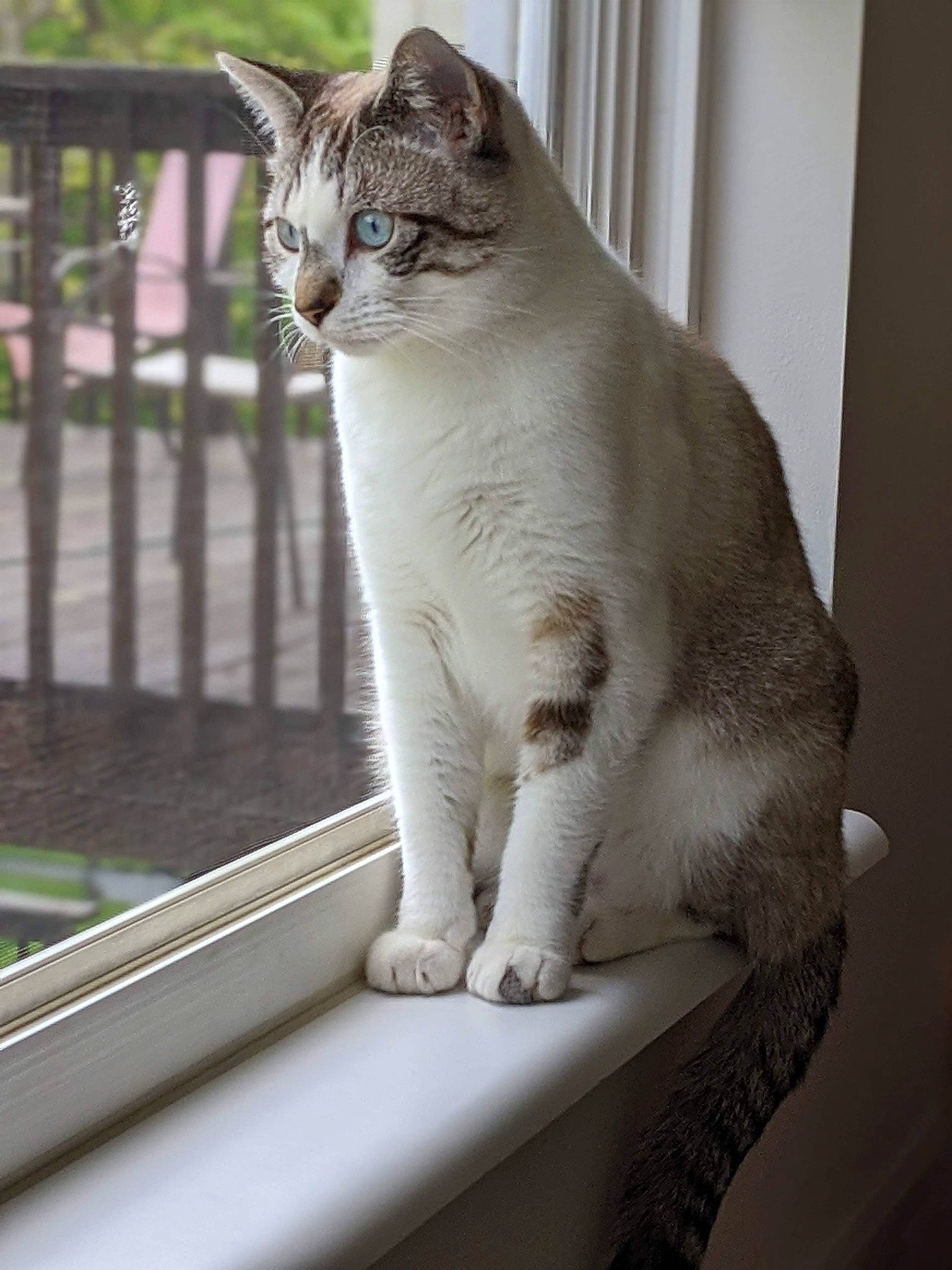 Goose joined the competition — help win amazing prizes! carnivore, cat, cat_supply, claw, collar, domestic_short_haired_cat, eye, fawn, felidae, fence, fur, paw, pet_supply, plant, sitting, small_to_medium_sized_cats, snout, tail, whiskers, window