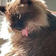 Chef is registered to the contest to win money with this photo: cat, fluffy_cat, long_hair, tongue_out, licking, whiskers, ear, fur, close_up, portrait, sunlight, backlit, window_blinds, indoor, pet, feline, grooming, cute, soft_light, adorable