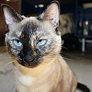 Ivy joined the competition — help win amazing prizes! cat, siamese_cat, blue_eyes, close_up, pet, animal, feline, whiskers, indoor, curious, portrait, domestic_cat, mammal, ears, face, fur, looking, staring, household, cute