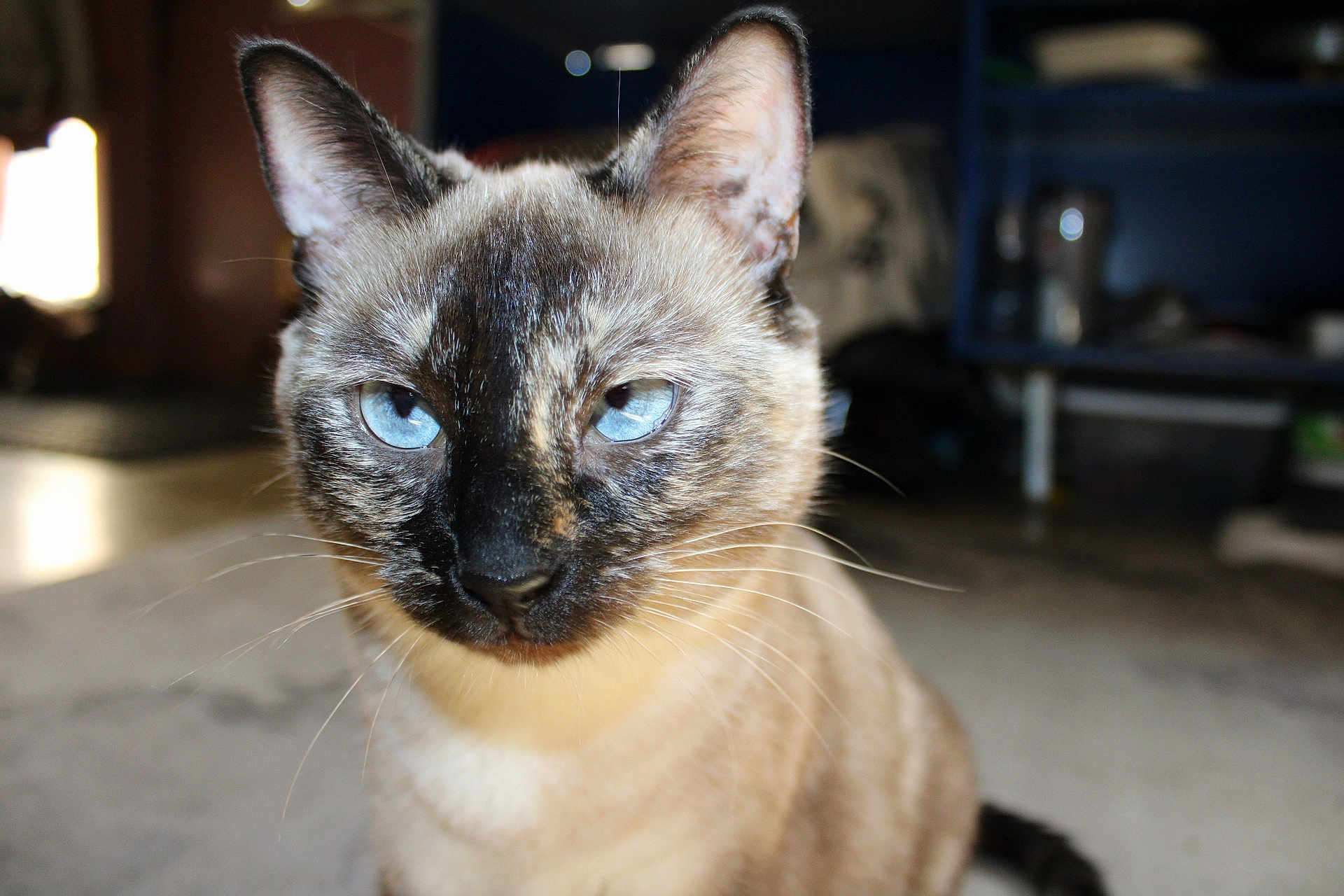 Ivy joined the competition — help win amazing prizes! cat, siamese_cat, blue_eyes, close_up, pet, animal, feline, whiskers, indoor, curious, portrait, domestic_cat, mammal, ears, face, fur, looking, staring, household, cute