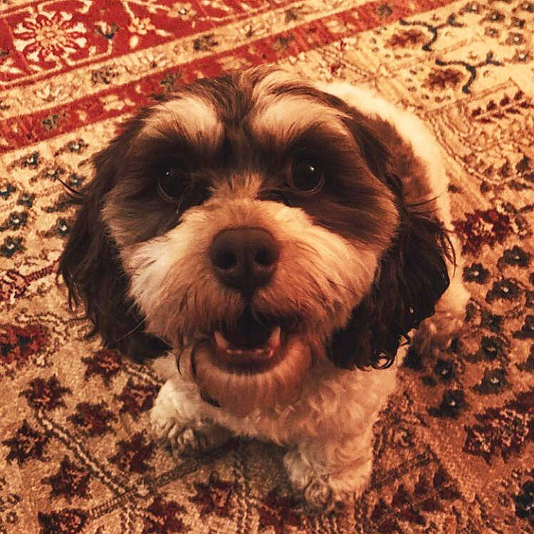 Mila is registered to the contest to win money with this photo: canidae, carnivore, cavachon, cavapoo, cockapoo, dog, dog_breed, havanese, kyi_leo, maltepoo, mammal, morkie, petit_basset_griffon_vendeen, puppy, puppy_love, schnoodle, shih_poo, shih_tzu, snout, vertebrate