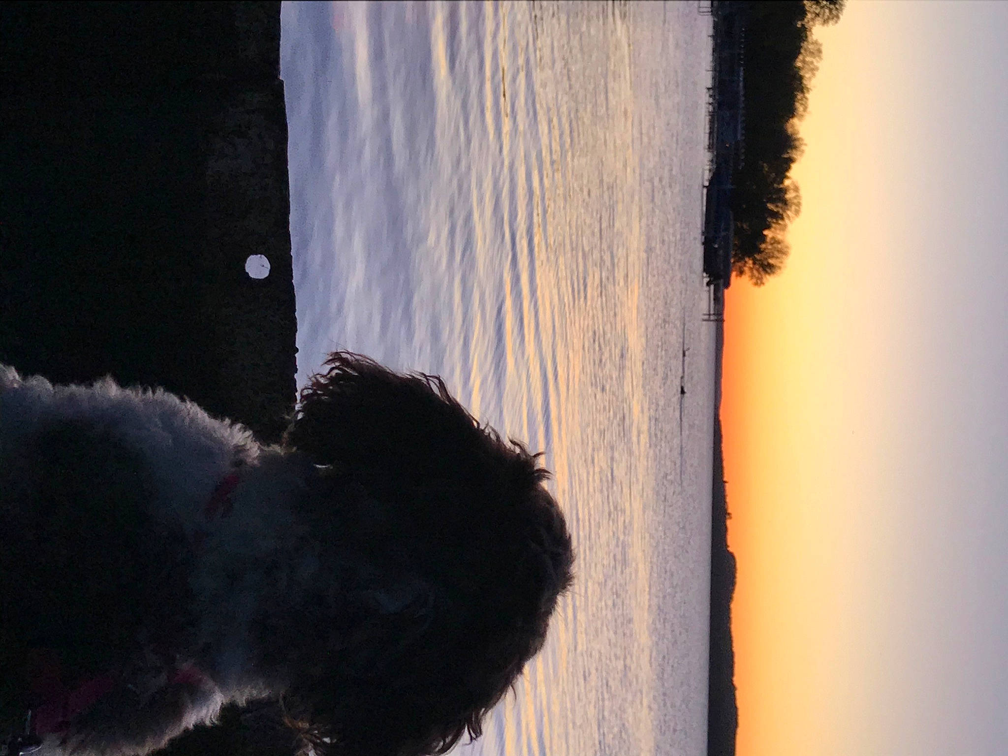 Mila is registered to the contest to win money with this photo: cat, fur, small_to_medium_sized_cats, tail, tree, window, winter, wood