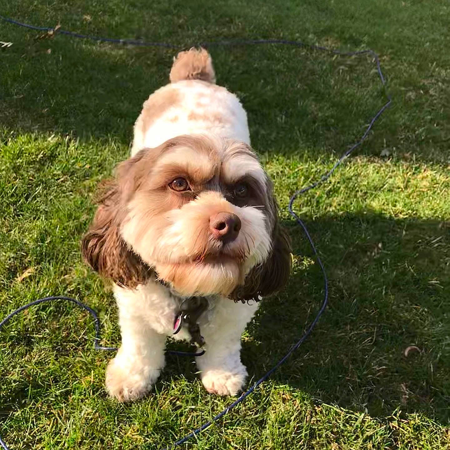 Mila is registered to the contest to win money with this photo: canidae, carnivore, cavachon, cavapoo, cockapoo, companion_dog, dog, dog_breed, dog_walking, grass, havanese, lhasa_apso, lowchen, maltepoo, mammal, petit_basset_griffon_vendeen, puppy, shih_tzu, sporting_group, vertebrate