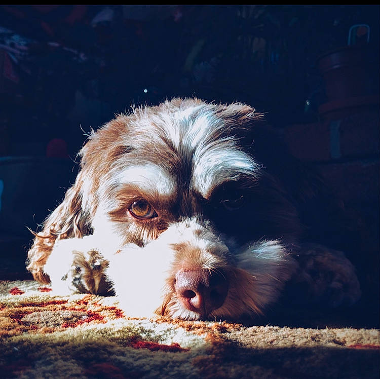 Mila joined the competition — help win amazing prizes! canidae, carnivore, cavachon, cloud, cockapoo, companion_dog, dog, dog_breed, ear, fur, grand_basset_griffon_vendeen, meteorological_phenomenon, nose, petit_basset_griffon_vendeen, puppy, schnoodle, sky, snout, spinone_italiano, sporting_group