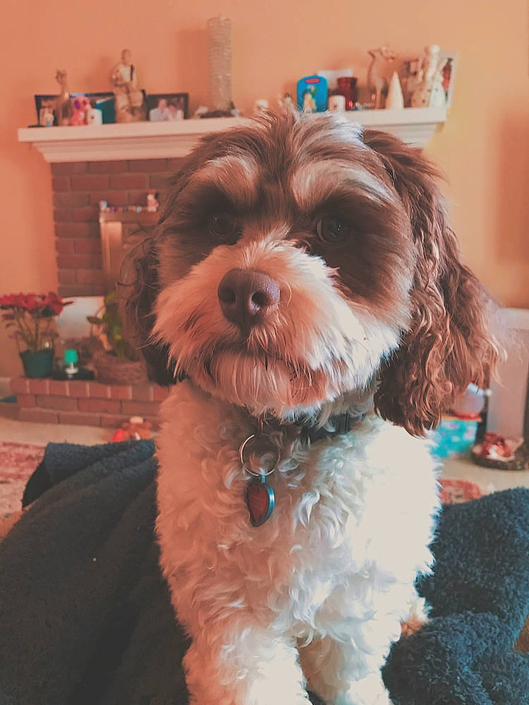 Mila joined the competition — help win amazing prizes! bolonka, canidae, carnivore, cavachon, cavapoo, cockapoo, companion_dog, dog, dog_breed, havanese, maltepoo, mammal, morkie, poodle_crossbreed, puppy, schnoodle, shih_poo, shih_tzu, vertebrate, yorkipoo