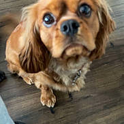Sonny joined the competition — help win amazing prizes! dog, puppy, brown_dog, pet, close_up, blurry, big_eyes, nose, paw, collar, hardwood_floor, indoor, looking_up, sitting, cute, companion, portrait, fur, floor, waiting