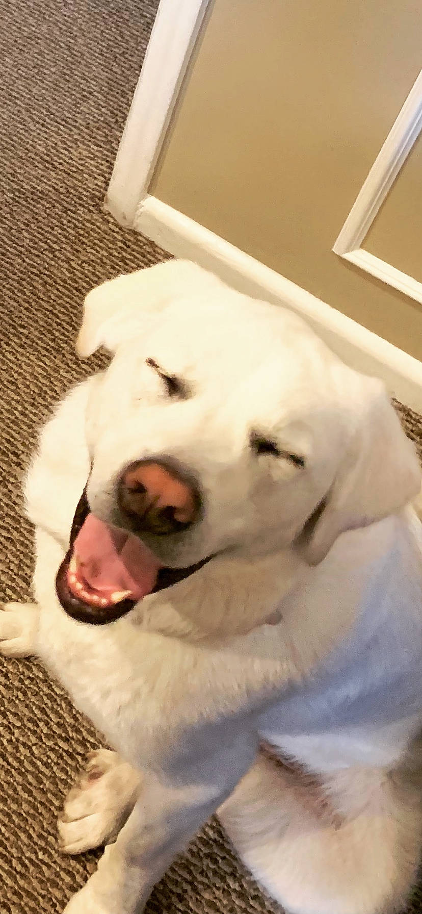 Layla joined the competition — help win amazing prizes! canidae, carnivore, comfort, companion_dog, dog, dog_breed, dog_supply, fang, fawn, fur, great_pyrenees, labrador_retriever, livestock_guardian_dog, paw, polish_tatra_sheepdog, retriever, snout, sporting_group, whiskers, working_animal