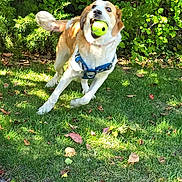Tinsel joined the competition — help win amazing prizes! active, animal, canine, daytime, dog, fall, fur, garden, grass, greenery, happy, leaf_litter, leaves, nature, outdoor, pet, playing, sunlight, tennis_ball, toy