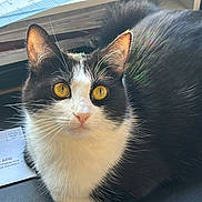 Saori joined the competition — help win amazing prizes! cat, black_and_white, golden_eyes, whiskers, ears, fur, indoor, curious, looking_up, paper, ruler, desk, closeup, pet, animal, feline, alert, sitting, face, table