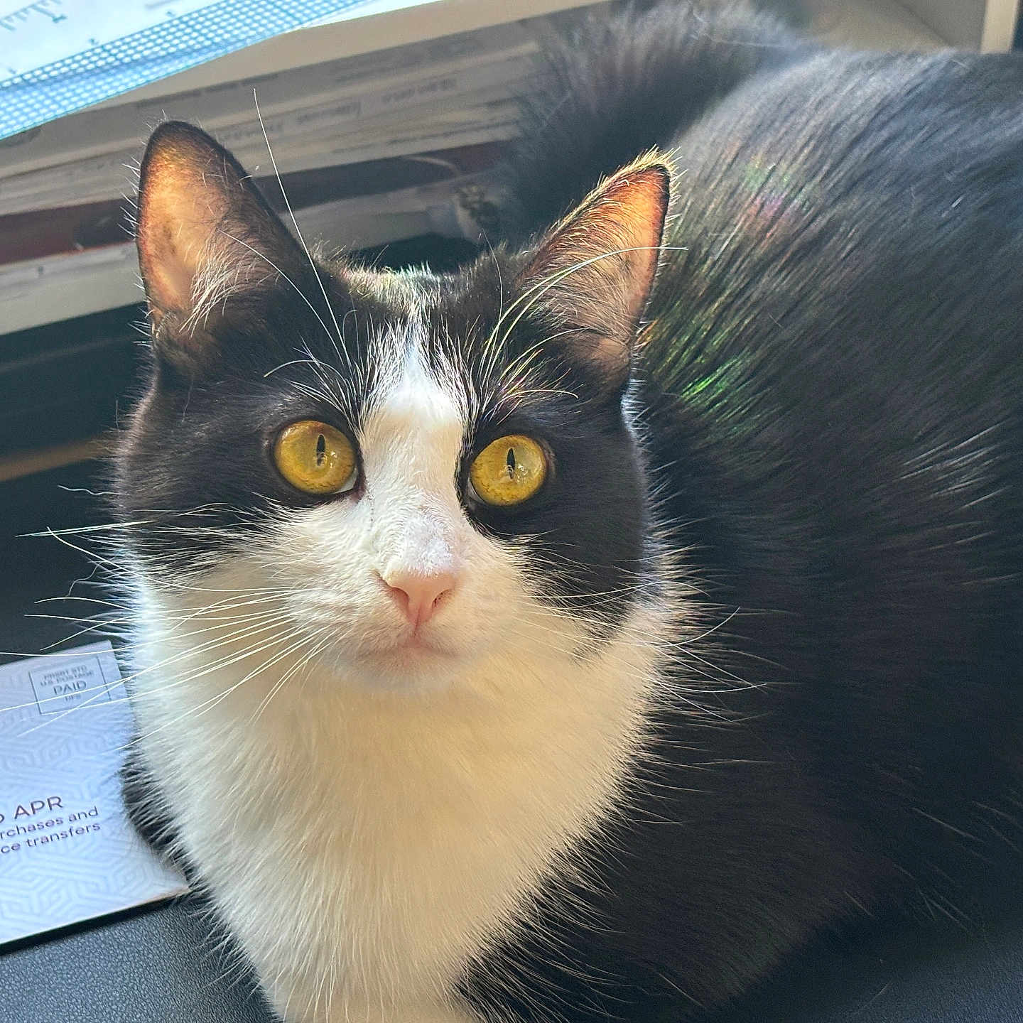 Saori joined the competition — help win amazing prizes! alert, animal, black_and_white, cat, closeup, curious, desk, ears, face, feline, fur, golden_eyes, indoor, looking_up, paper, pet, ruler, sitting, table, whiskers