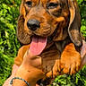 Badou participe au concours pour gagner de l'argent avec cette photo : black_and_tan, brown_fur, close_up, cute, dog, floppy_ears, foliage, garden, greenery, hand, holding, hound, nature, outdoor, panting, person, portrait, puppy, tongue_out, vertical_photo