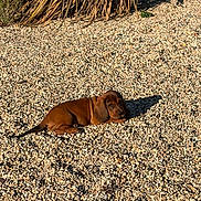 Badou participe au concours pour gagner de l'argent avec cette photo : animal, backyard, brown_dog, dachshund, dog, floppy_ears, garden, gravel, ground, long_body, lying_down, outdoor, pebbles, pet, plant, portrait, puppy, shadow, small_dog, sunlight