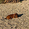 animal, backyard, brown_dog, dachshund, dog, floppy_ears, garden, gravel, ground, long_body, lying_down, outdoor, pebbles, pet, plant, portrait, puppy, shadow, small_dog, sunlight
