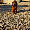 Badou participe au concours pour gagner de l'argent avec cette photo : animal, brown_dog, collar, dog, fence, floppy_ears, garden, gravel, hound, house, outdoor, pebbles, pet, portrait, potted_plant, puppy, residential_area, shadows, sitting, sunlight