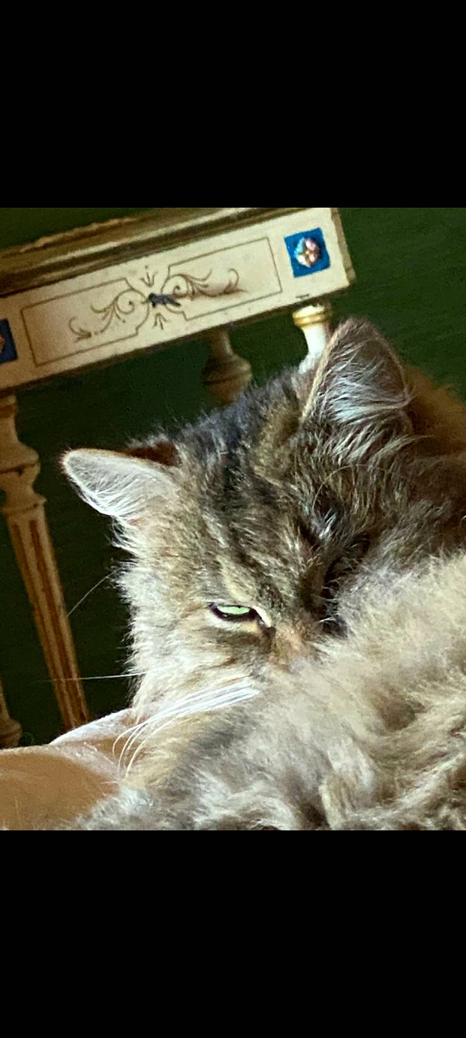 Utopie a rejoint le concours — aidez-le/la à gagner de superbes lots ! canidae, carnivore, cat, claw, comfort, dog_breed, domestic_short_haired_cat, felidae, fur, nap, sleep, small_to_medium_sized_cats, snout, tail, terrestrial_animal, whiskers, wildlife, wolf