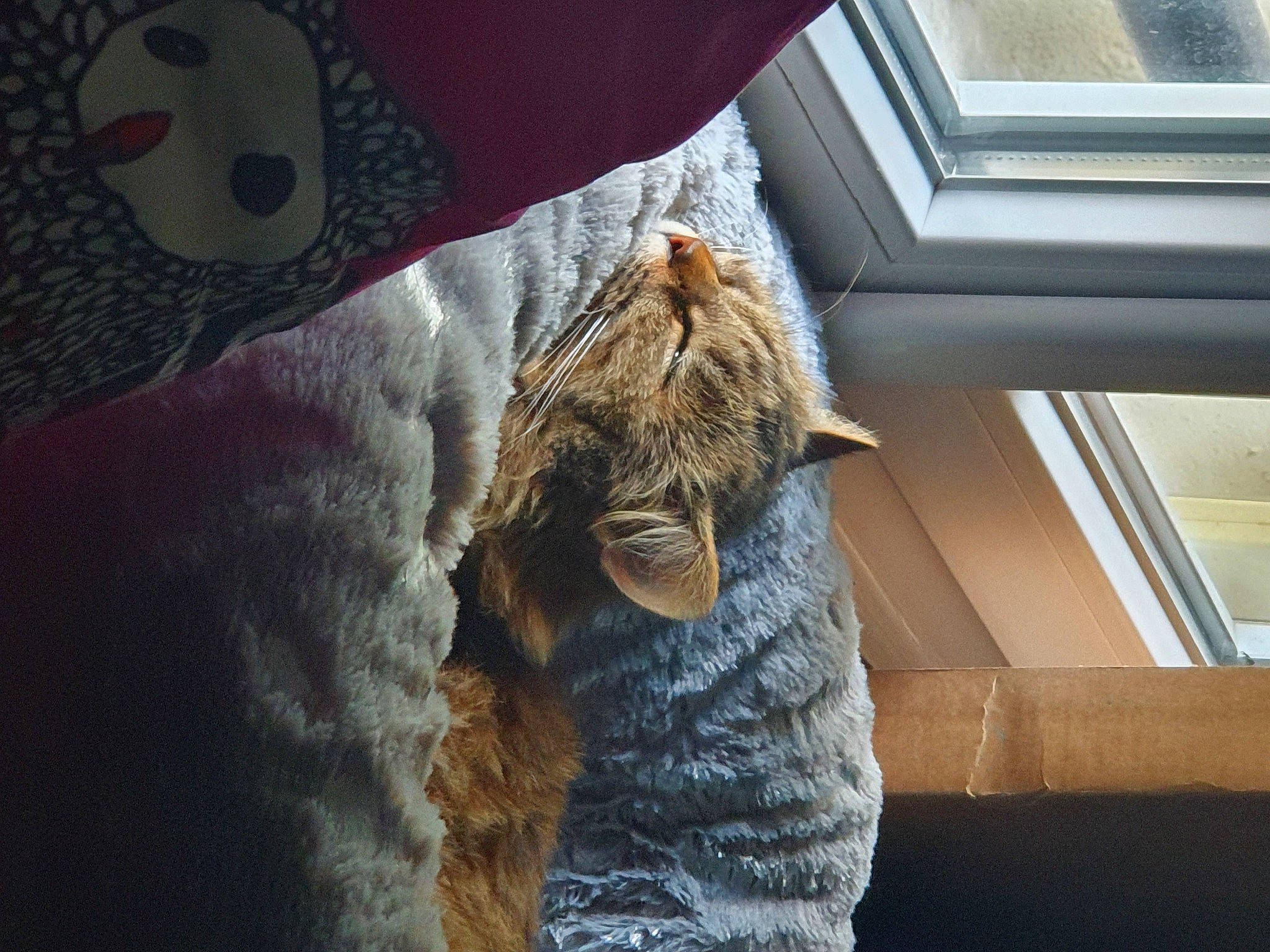 Utopie a rejoint le concours — aidez-le/la à gagner de superbes lots ! carnivore, cat, denim, domestic_short_haired_cat, felidae, flooring, fur, fur_clothing, grey, house, linens, room, small_to_medium_sized_cats, snout, tail, textile, tree, whiskers, window, wood