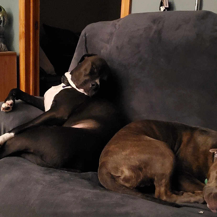 Tank is registered to the contest to win money with this photo: animal, architecture, bed, bedroom, canine, couch, cushion, dog, dogbed, furniture, greatdane, homedecor, hound, indoors, interiordesign, labradorretriever, pet, pointer, puppy, room