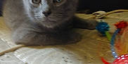 Ash is registered to the contest to win money with this photo: kitten, gray_cat, pet, animal, feline, indoor, toy, colorful, curious, lying_down, close_up, soft_fur, whiskers, ears, bedspread, domestic_cat, young_animal, playful, cute, small