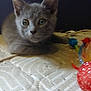 animal, bedspread, close_up, colorful, curious, cute, domestic_cat, ears, feline, gray_cat, indoor, kitten, lying_down, pet, playful, small, soft_fur, toy, whiskers, young_animal
