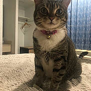 Peanut is registered to the contest to win money with this photo: cat, tabby, pet, collar, bell, indoor, curious, fluffy_blanket, feline, animal, cute, wide_eyes, sitting, household, cozy, curtains, fur, whiskers, domestic, mammal
