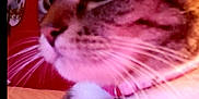 Lucy is registered to the contest to win money with this photo: animal, bell, brown, cat, close_up, collar, cute, domestic_cat, feline, fur, house_pet, indoor, looking_away, mammal, pet, pink, portrait, tabby_cat, whiskers, white