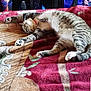 animal, bell, blanket, cat, collar, cozy, cute, domestic, feline, fur, indoor, patterned, paw, pet, relaxed, resting, sleeping, stretching, tabby, whiskers