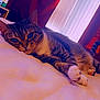 Lucy is registered to the contest to win money with this photo: cat, tabby, bed, indoor, relaxing, feline, pet, paws, whiskers, fur, laying_down, window, curtains, cozy, sleepy, closeup, animal, domestic_cat, resting, soft
