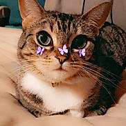 Lucy joined the competition — help win amazing prizes! cat, tabby, pet, animal, indoor, cute, whiskers, fur, sleepy, resting, butterfly_stickers, closeup, face, collar, bed, blanket, cozy, soft, domestic_cat, portrait