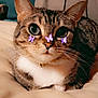 cat, tabby, pet, animal, indoor, cute, whiskers, fur, sleepy, resting, butterfly_stickers, closeup, face, collar, bed, blanket, cozy, soft, domestic_cat, portrait