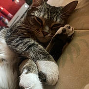 Lucy is registered to the contest to win money with this photo: animal, cat, closeup, couch, cozy, cute, domestic, feline, fur, indoor, mammal, nap, paws, pet, relaxed, resting, sleeping, soft, tabby, whiskers