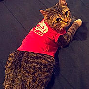 Lilah joined the competition — help win amazing prizes! animal, bed, cat, clothing, curious, cute, domestic_cat, feline, fur, indoor, looking_back, mammal, pet, red_shirt, resting, sleeping_area, striped_fur, tabby_cat, text_on_clothing, whiskers