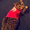 animal, bed, cat, clothing, curious, cute, domestic_cat, feline, fur, indoor, looking_back, mammal, pet, red_shirt, resting, sleeping_area, striped_fur, tabby_cat, text_on_clothing, whiskers