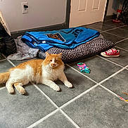 Shamus joined the competition — help win amazing prizes! cat, orange_cat, white_cat, pet_bed, blue_blanket, sock, sneaker, cat_toy, feather_toy, tile_floor, door, wall, toy_truck, indoor, floor, pet, animal, feline, resting, cozy