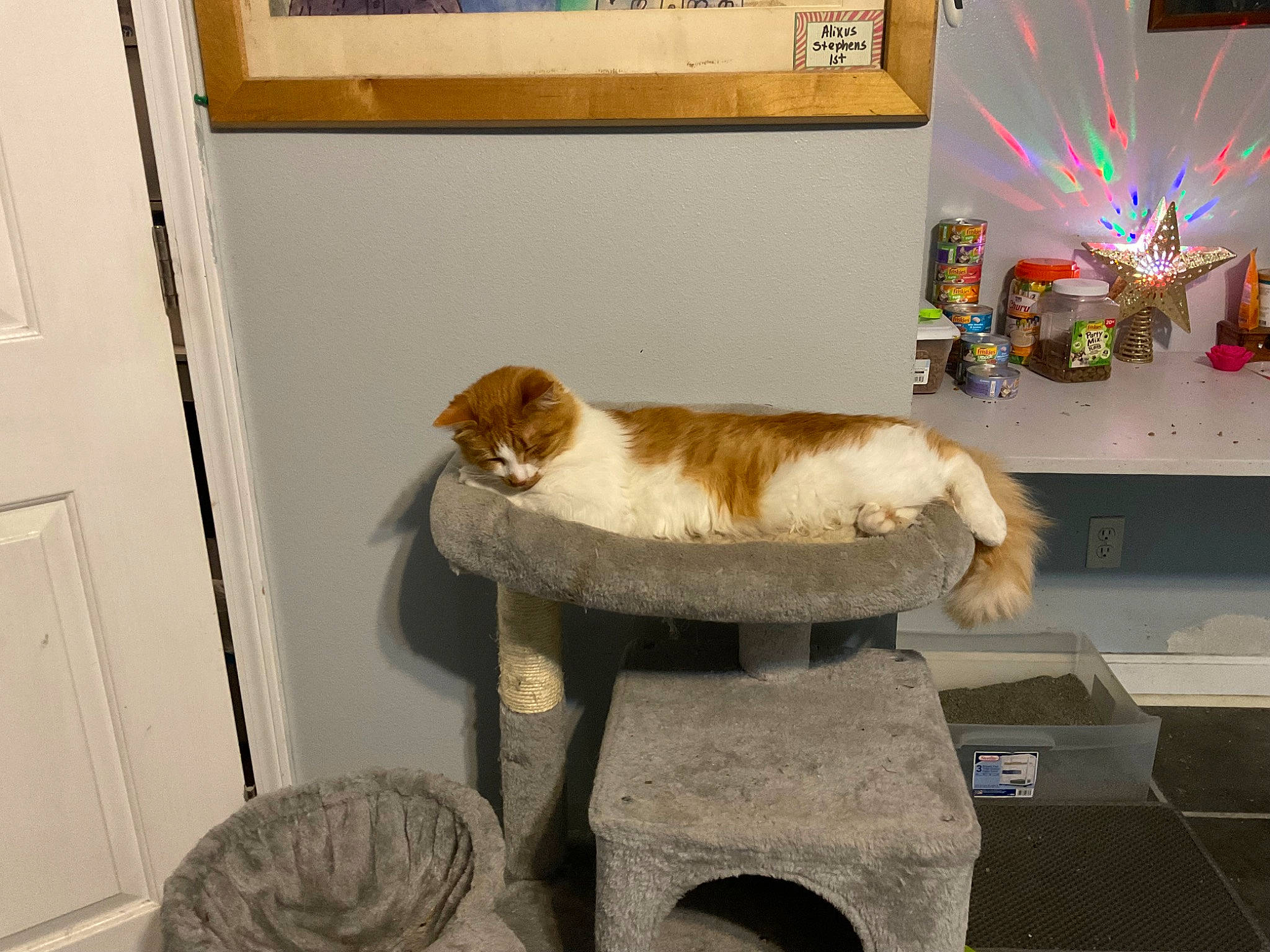 Shamus joined the competition — help win amazing prizes! carnivore, cat, cat_supply, chair, comfort, companion_dog, domestic_short_haired_cat, door, event, fawn, felidae, flooring, fur, hardwood, pedestal, room, small_to_medium_sized_cats, tail, whiskers, wood