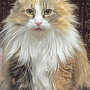 Mittens is registered to the contest to win money with this photo: cat, calico_cat, fluffy, longhaired, pet, animal, sitting, portrait, front_facing, green_eyes, whiskers, ears, white_fur, orange_fur, gray_fur, indoors, ornate_background, wood, decorative_paneling, regal