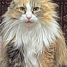 cat, calico_cat, fluffy, longhaired, pet, animal, sitting, portrait, front_facing, green_eyes, whiskers, ears, white_fur, orange_fur, gray_fur, indoors, ornate_background, wood, decorative_paneling, regal