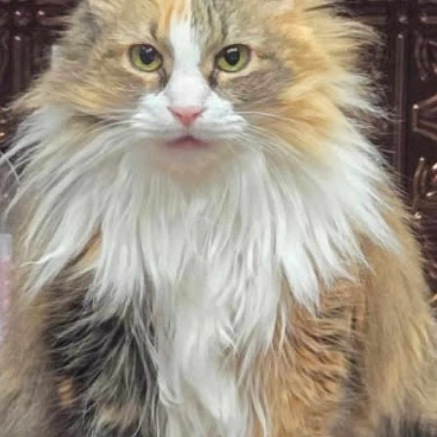 Mittens is registered to the contest to win money with this photo: cat, calico_cat, fluffy, longhaired, pet, animal, sitting, portrait, front_facing, green_eyes, whiskers, ears, white_fur, orange_fur, gray_fur, indoors, ornate_background, wood, decorative_paneling, regal