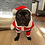 Toumani a rejoint le concours — aidez-le/la à gagner de superbes lots ! dog, french_bulldog, costume, santa_claus, holiday, pet, indoors, floor, wide_eyes, black_dog, cute, animal, fur, face, looking, christmas, festive, background, home, wooden_floor