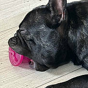 Toumani participe au concours pour gagner de l'argent avec cette photo : dog, black_dog, toy, pink_toy, floor, wooden_floor, pet, animal, paw, sleeping, resting, close_up, indoor, canine, snout, ear, nail, fur, chewing, relaxed
