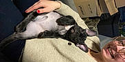 Toumani a rejoint le concours — aidez-le/la à gagner de superbes lots ! person, dog, black_dog, glasses, smiling, holding, lap, indoor, cozy, sweater, relaxed, pet, cute, lying_down, belly_up, home, cardboard_boxes, casual, human_hand, happy