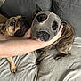 Texas participe au concours pour gagner de l'argent avec cette photo : dog, french_bulldog, pet, couch, sock, mask, playful, animal, domestic_animal, brown_dog, tan_dog, indoor, hand, cute, funny, companionship, fur, eyes, nose, sitting