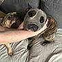 dog, pet, couch, pantyhose, disguise, funny, animal, indoor, brown_dog, brindle_dog, hand, human, expression, curious, seated, furniture, home, canine, companion, playful