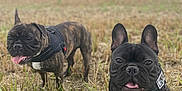Texas participe au concours pour gagner de l'argent avec cette photo : dog, french_bulldog, pet, animal, outdoor, field, grass, nature, canine, tongue_out, black_dog, brindle_dog, playful, curious, daytime, sky, cloudy, leash, harness, mammal
